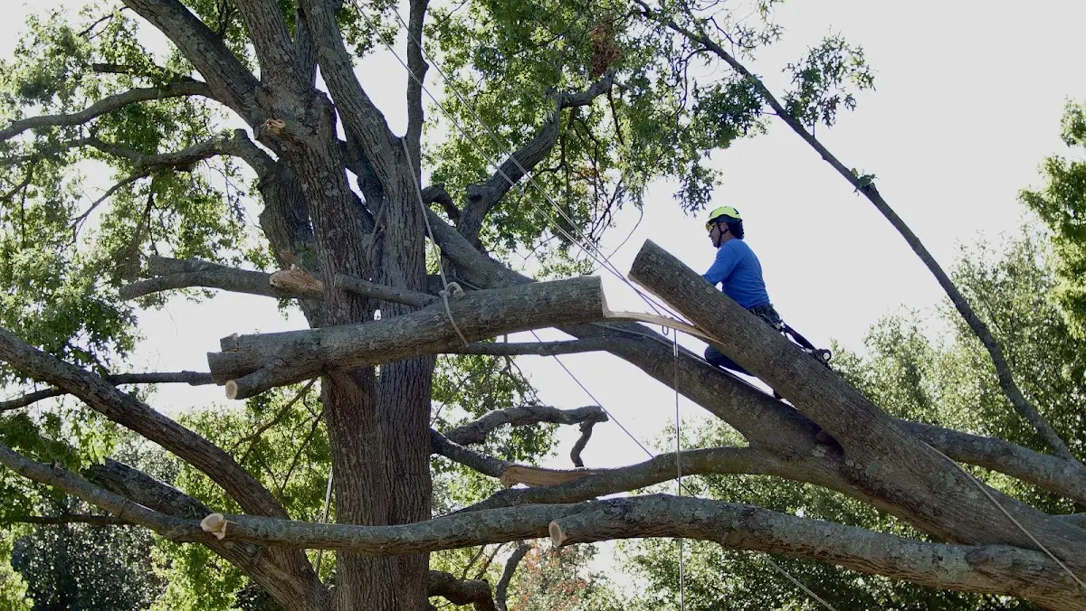 Professional Hazardous Tree Removal performed by certified arborists in Seibert