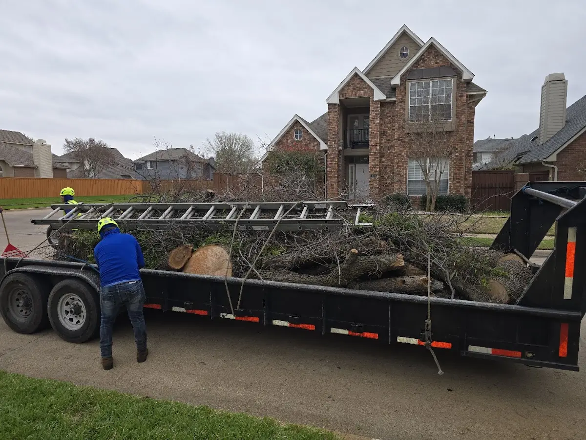 Expert Tree Pest Control with proper safety equipment in Seibert